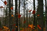 fallleaves.jpg image by LoRezolution